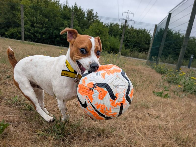 Mark | Terrier (Jack Russell) | Basildon (Essex) - 3