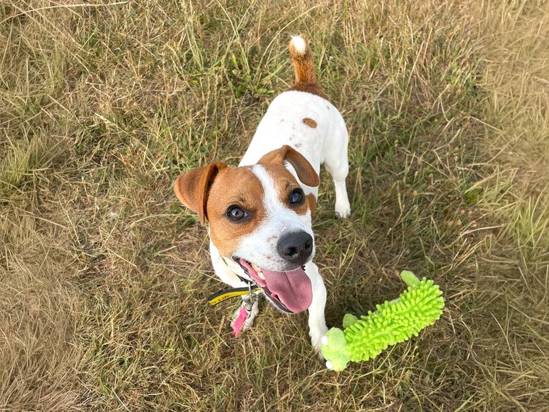 Mark | Terrier (Jack Russell) | Basildon (Essex) - 12