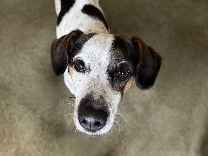 Grinch | Terrier (Jack Russell) | Basildon (Essex) - 1