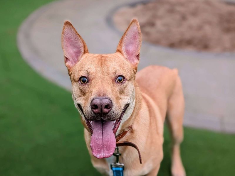 Ianto, a 2 years old male Crossbreed available for adoption from Dogs Trust in Splott, Wales