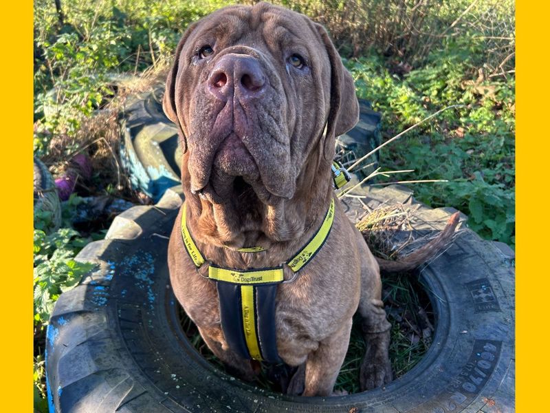 Mastiff for adoption in Snetterton, Norfolk – 2 years old - Image 3 of 3