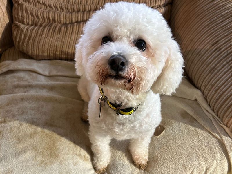 Archie, a 4 years old male Bichon Frise available for adoption from Dogs Trust in Snetterton, Norfolk