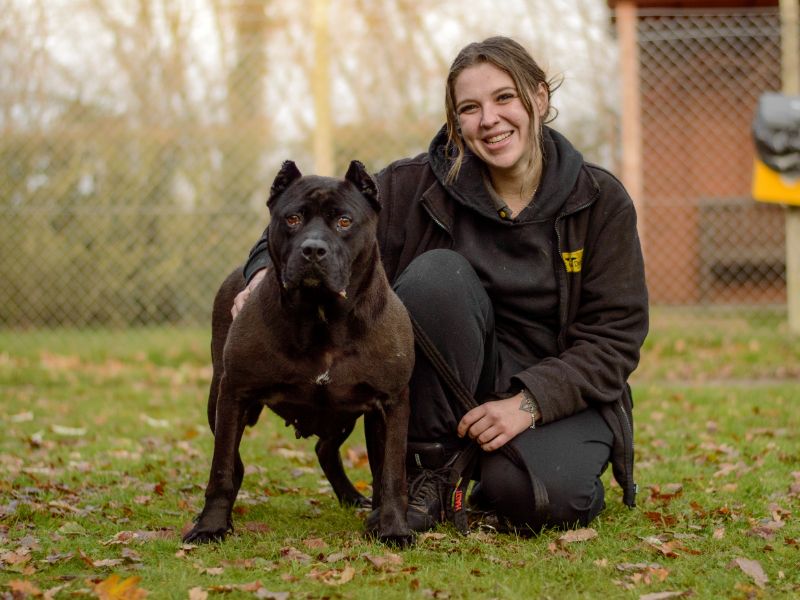 Duchess, a 4 years old female Unknown available for adoption from Dogs Trust in Kenilworth, Warwickshire