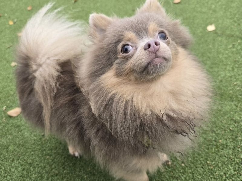 Pomeranian for adoption in Telford, Shropshire – 1 year old
