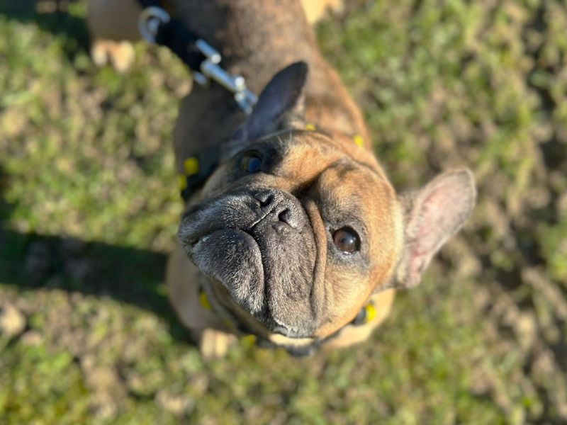 Frankie - Image 2 of 2