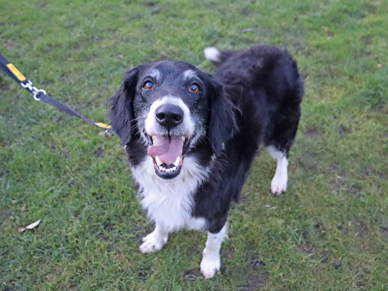 Border Collie for adoption in Glasgow, Scotland – 9 years old