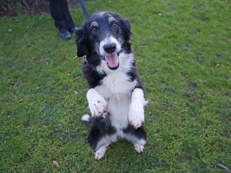 Border Collie for adoption in Glasgow, City of Glasgow – 9 years old - Image 2 of 2