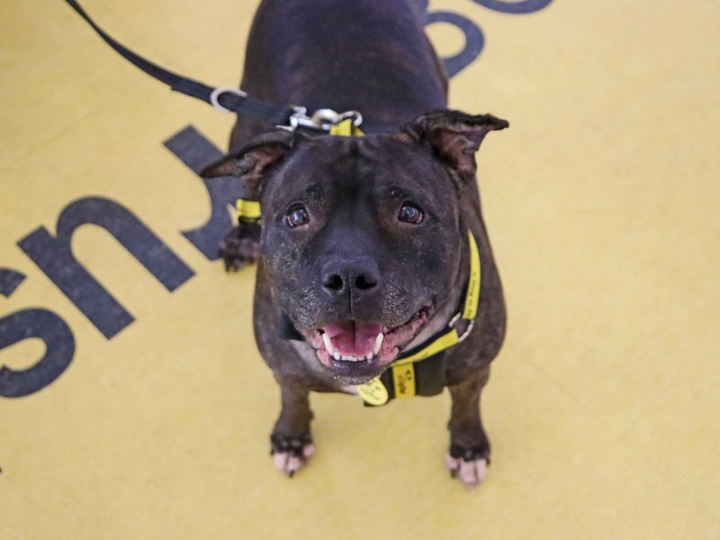 Staffordshire Bull Terrier Dogs And Puppies For Adoption