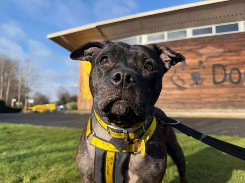 Nutmeg - Image 3 of 5