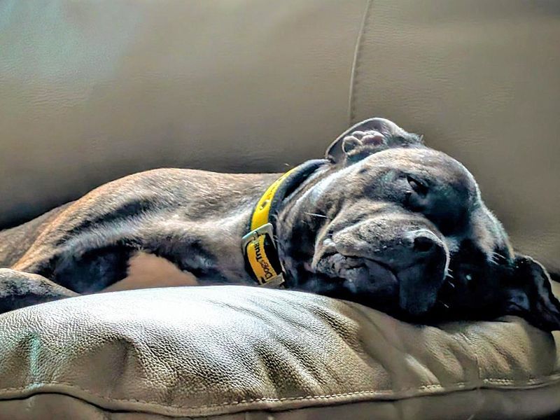 Nutmeg - Image 2 of 5