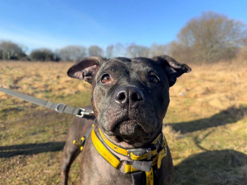 Nutmeg - Image 5 of 5