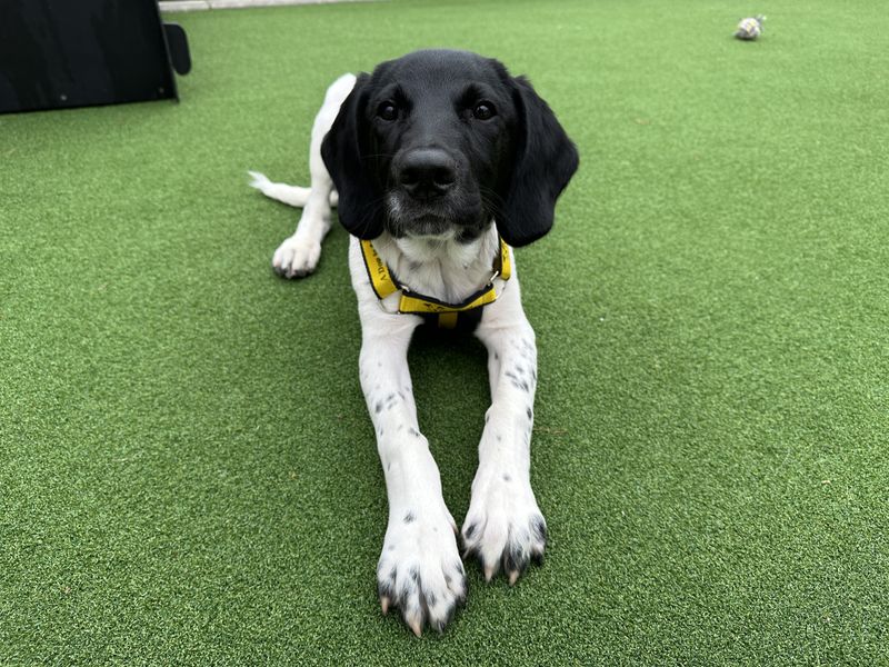 Spencer | Foxhound Cross | Ballymena (Northern Ireland) - 1