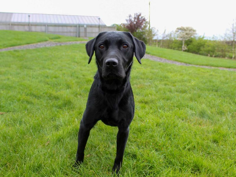undefined | Retriever (Labrador) | undefined - 4