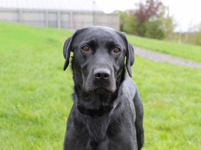 Buddy | Retriever (Labrador) | Darlington - 1