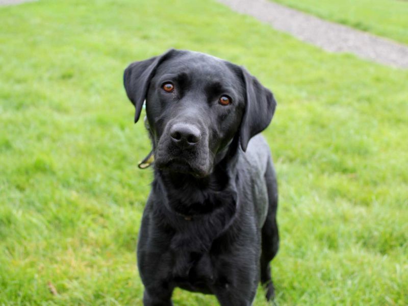 undefined | Retriever (Labrador) | undefined - 3