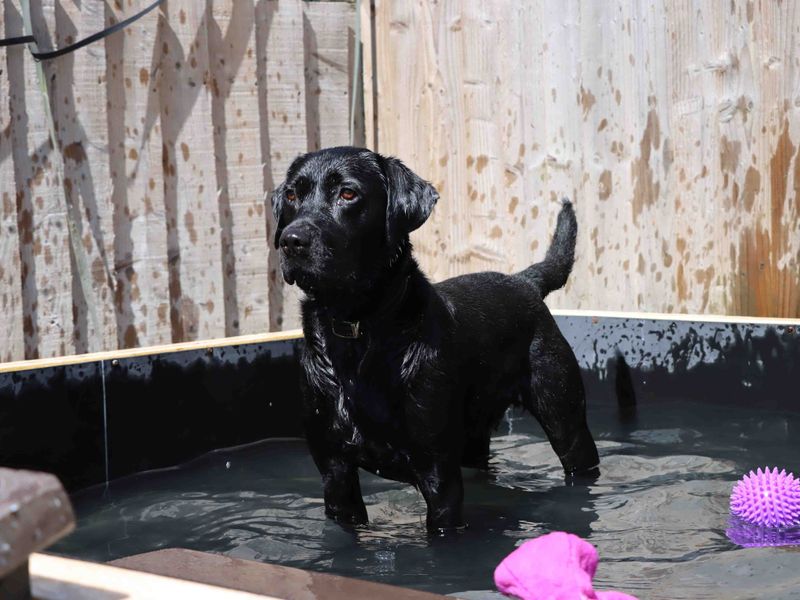 undefined | Retriever (Labrador) | undefined - 1