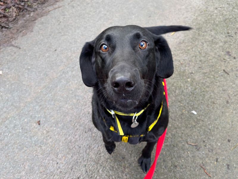 Daisy, a 4 years old female Golden Retriever available for adoption from Dogs Trust in Snetterton, Norfolk