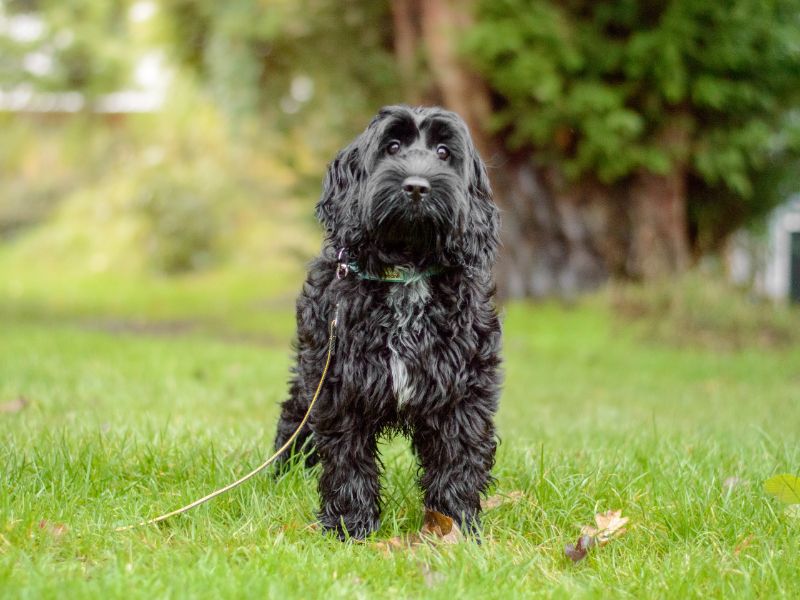 Lunar | Spaniel (Cocker) Cross | Kenilworth (West Midlands) - 1
