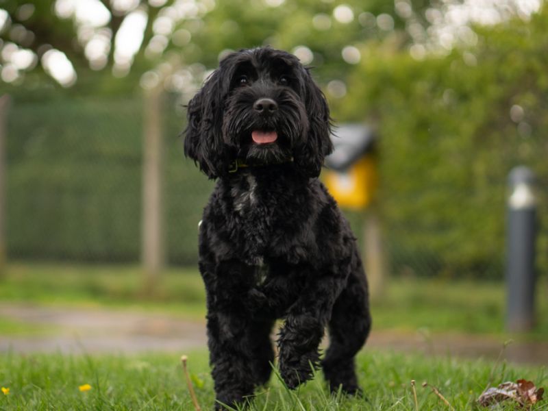 undefined | Spaniel (Cocker) Cross | undefined - 1