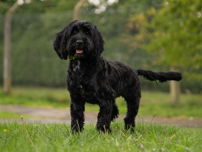 undefined | Spaniel (Cocker) Cross | undefined - 2
