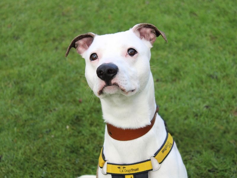 Staffordshire Bull Terrier for adoption in Liverpool, Merseyside – 1 year old - Image 2 of 3