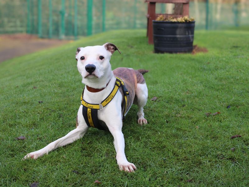 Staffordshire Bull Terrier for adoption in Liverpool, Merseyside – 1 year old - Image 3 of 3