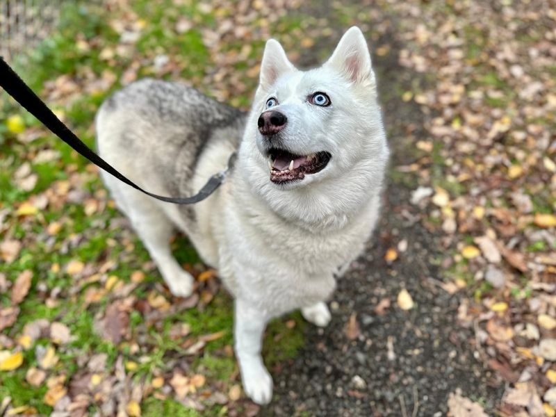 Siberian Husky for adoption in Chestfield, Kent – 10 years old - Image 2 of 2