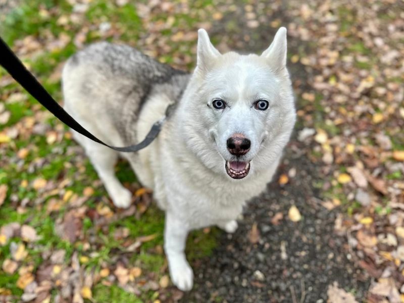 Siberian Husky for adoption in Chestfield, Kent – 10 years old