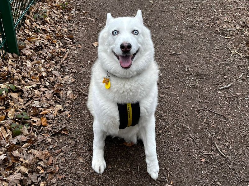 Mischa | Siberian Husky | Canterbury - 1