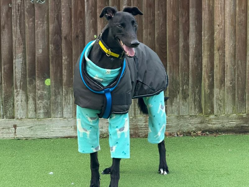 Greyhound for adoption in Chestfield, Kent – 3 years old - Image 2 of 2