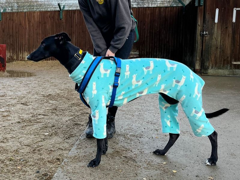 Greyhound for adoption in Chestfield, Kent – 3 years old