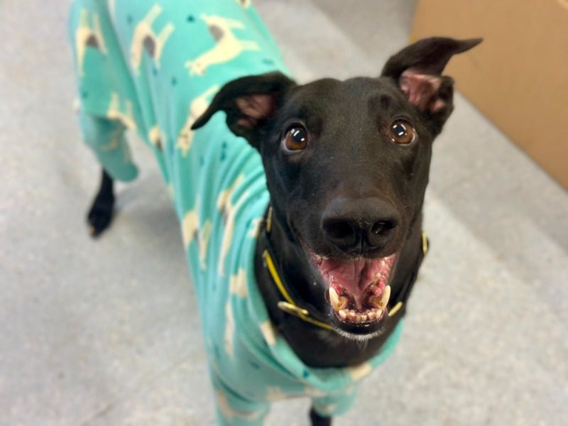 Bublé | Greyhound | Canterbury - 1