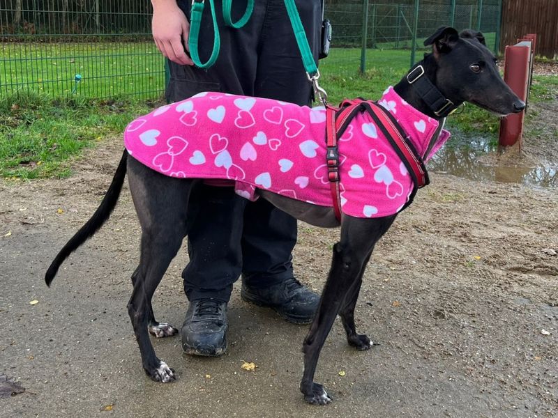 Greyhound for adoption in Chestfield, Kent – 4 years old