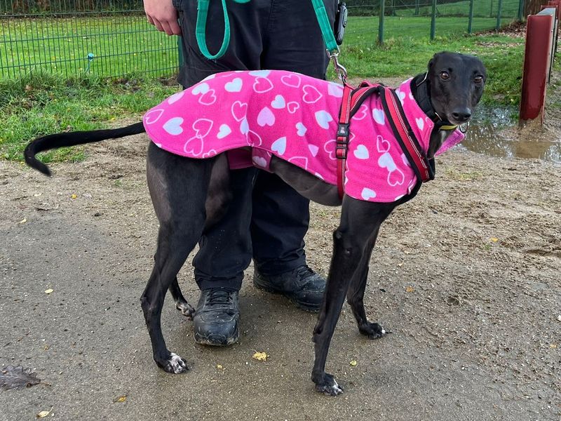 Greyhound for adoption in Chestfield, Kent – 4 years old - Image 2 of 2