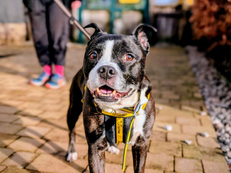 Staffordshire Bull Terrier for adoption in Cardiff, Glamorgan – 8 years old - Image 3 of 4