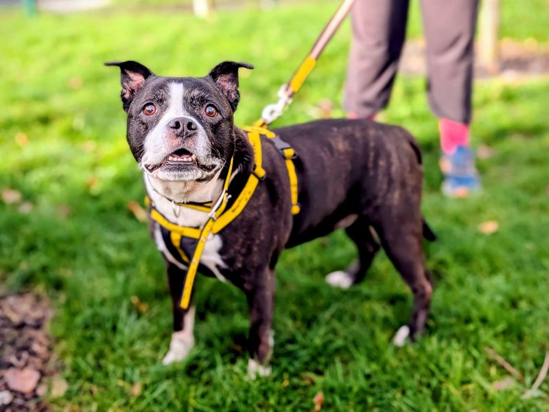 Staffordshire Bull Terrier for adoption in Cardiff, Glamorgan – 8 years old - Image 4 of 4