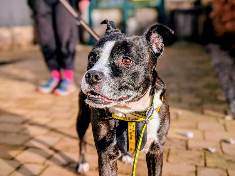 Staffordshire Bull Terrier for adoption in Cardiff, Glamorgan – 8 years old
