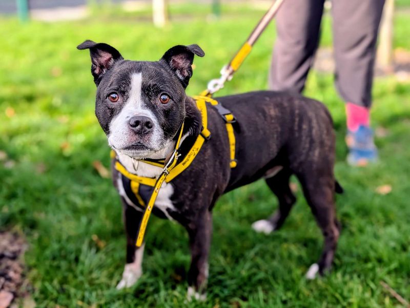 Staffordshire Bull Terrier for adoption in Cardiff, Glamorgan – 8 years old - Image 2 of 4