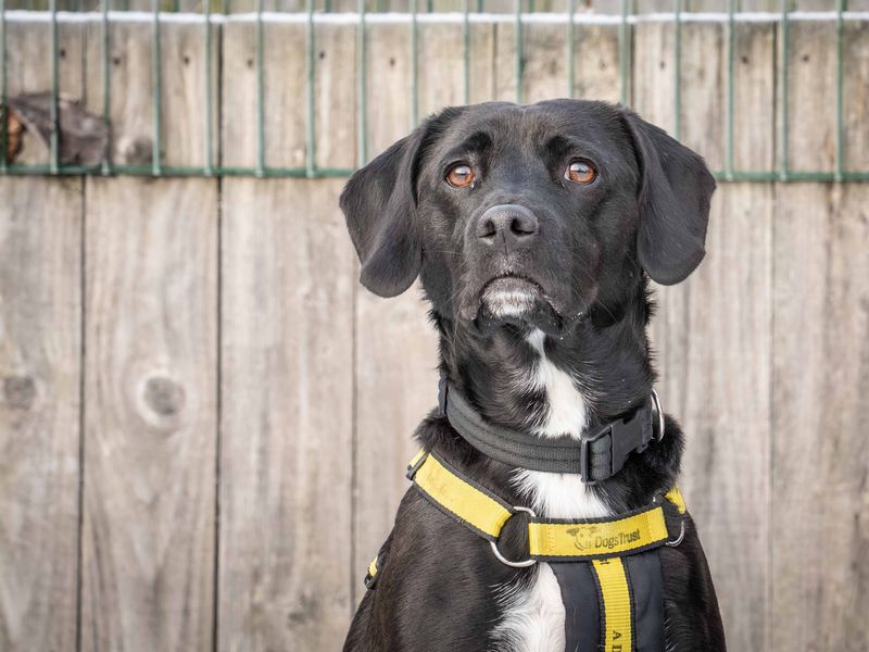 Spike | Spaniel (English Springer) Cross | Loughborough - 1