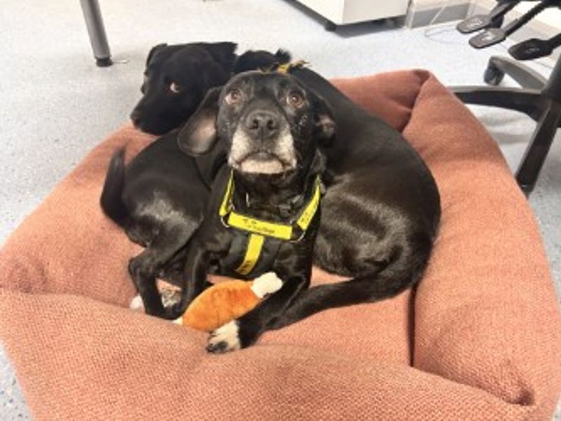 Springer Spaniel for adoption in Wymeswold, Leicestershire – 4 years old - Image 3 of 4