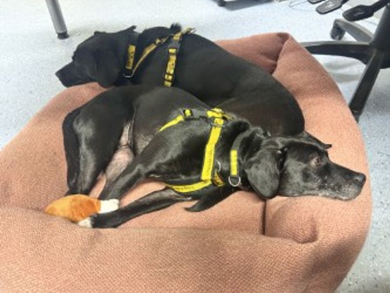 Springer Spaniel for adoption in Wymeswold, Leicestershire – 4 years old - Image 4 of 4