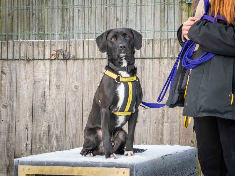 Springer Spaniel for adoption in Wymeswold, Leicestershire – 4 years old - Image 2 of 4