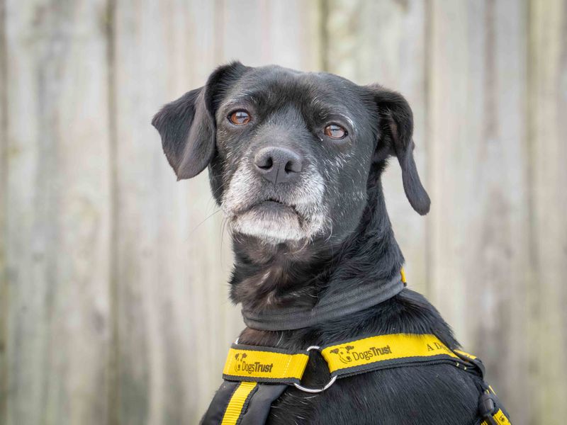 Jess | Spaniel (English Springer) Cross | Loughborough - 1