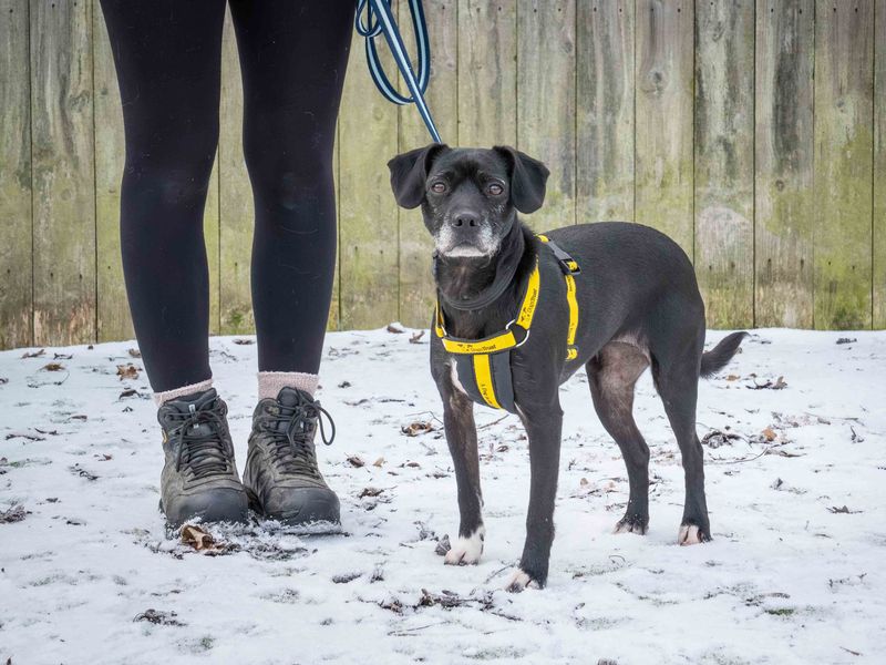 Springer Spaniel for adoption in Wymeswold, Leicestershire – 4 years old - Image 2 of 3