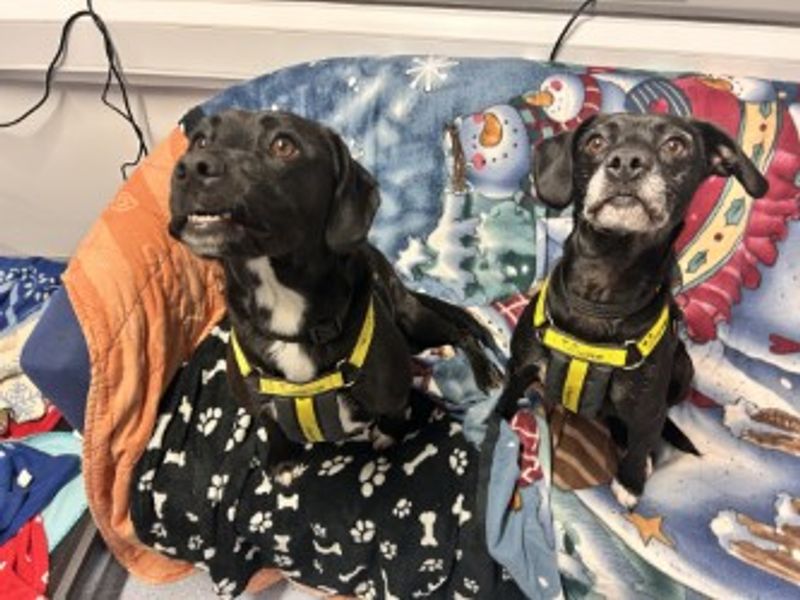 Springer Spaniel for adoption in Wymeswold, Leicestershire – 4 years old - Image 3 of 3