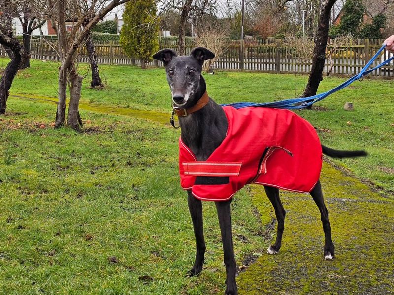 Tippy | Greyhound | Evesham (Worcestershire) - 1