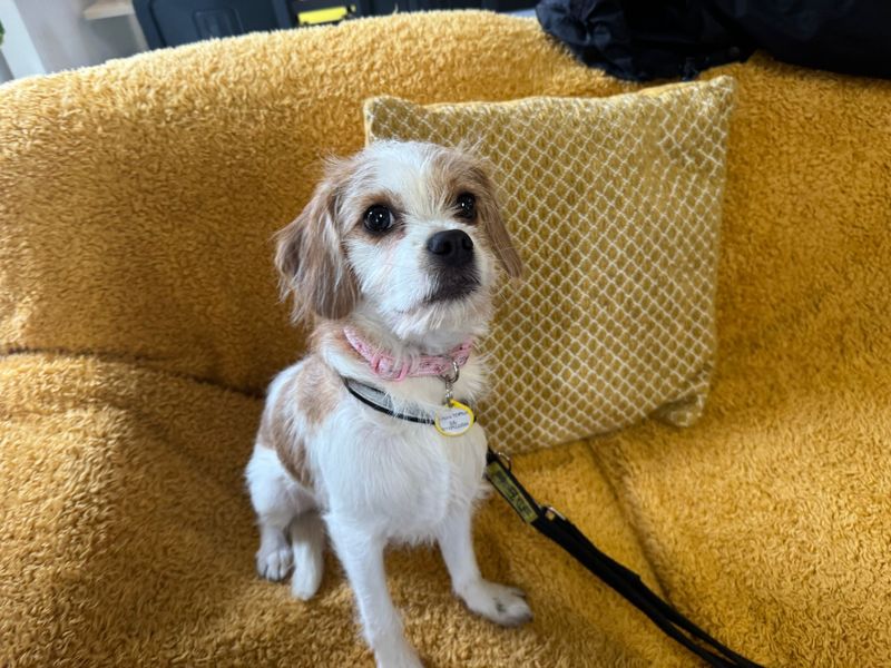 Cavalier King Charles Spaniel Dogs And Puppies For Adoption