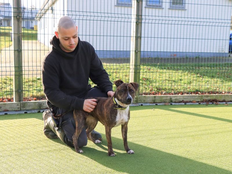 Staffordshire Bull Terrier for adoption in Evesham, Worcestershire – 2 years old