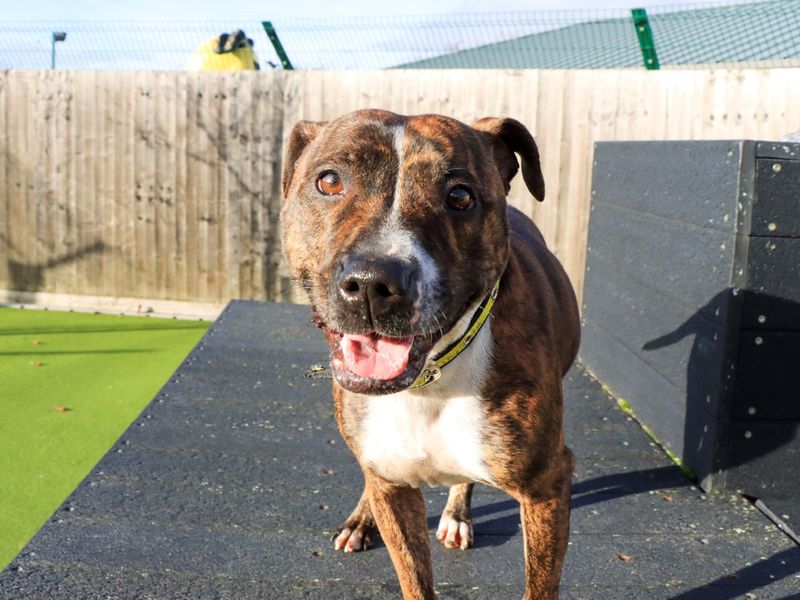 Holly | Terrier (Staffordshire Bull) Cross | Evesham (Worcestershire) - 1