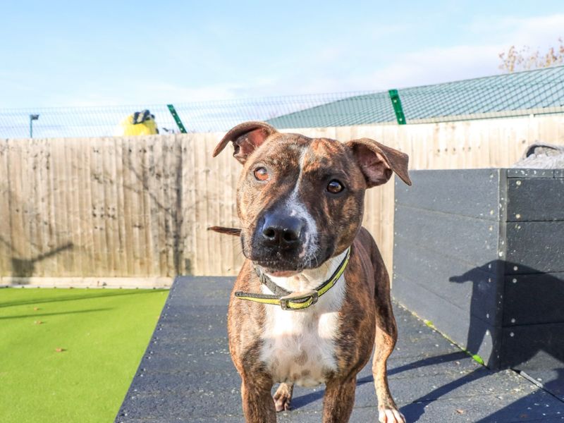 Staffordshire Bull Terrier for adoption in Evesham, Worcestershire – 2 years old - Image 4 of 4